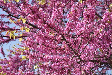 Cercis siliquastrum (arbre de Judée) au printemps