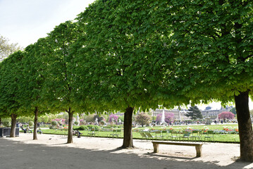 Allée de marronniers au printemps au jardin des Tuileries à Paris. France
