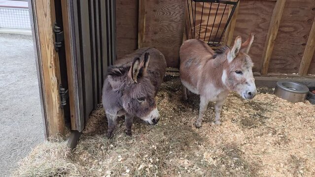 Miniature donkey pair in a farm 4k footage