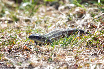 small green lizard in the grass