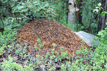 Big anthill in the summer forest close up - 783288305