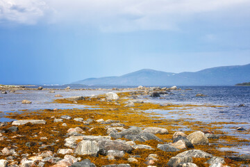 Littoral of the White Sea at low tide on summer - 783288331