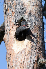 Two chicks of a black woodpecker peek out from a hollow
