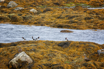 A flock of Eurasian oystercatchers among seaweed