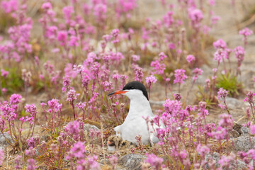Common tern with a chick sits on a nest among pink flowers, close up - 783288358