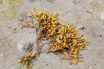 Seaweed Fucus vesiculosus close up