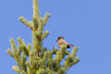 Siberian jay sitting on a pine branch - 783288363