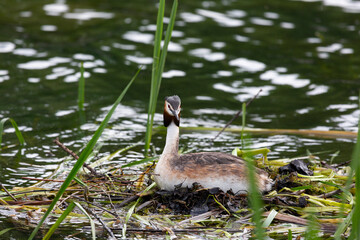 Great Crested Grebe near its nest - 783288380