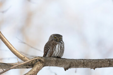 Eurasian pygmy owl sitting on a tree branch in winter day close up - 783288390