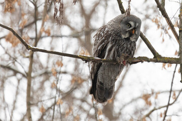 Great gray owl sitting on a tree branch with a caught mouse close up