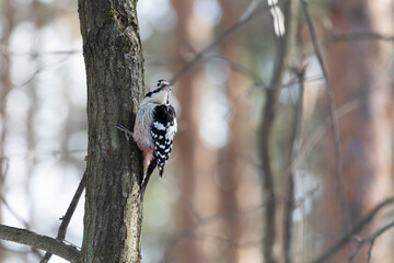 White-backed woodpecker sitting on a tree trunk