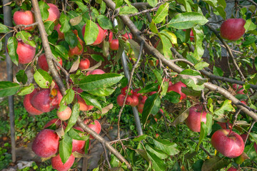 Branches of apple tree with many fruits on them.