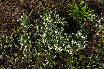 snowdrops in the morning of March