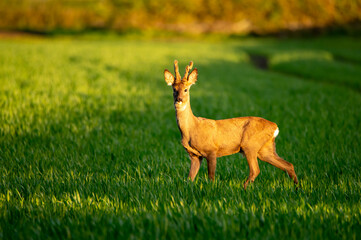 young deer looking for food in a green field