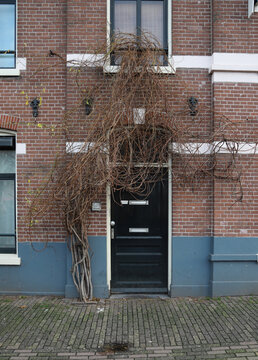door with shrub