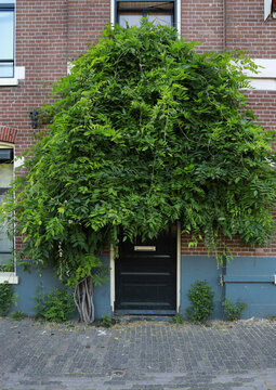 door with shrub