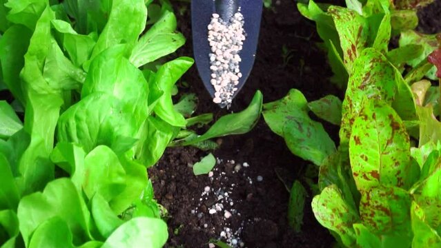 Fertilizer application of for vegetables, greenery, agricultural crops. The gardener uses a trowel to spread fertilizer on the garden bed. White granules to improve soil fertility and plant nutrition
