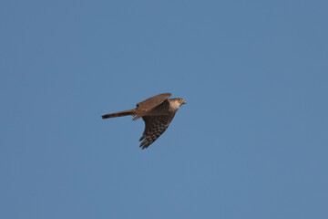 hawk flying in blue sky