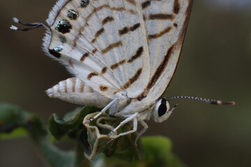 butterfly standing on twig of tree
