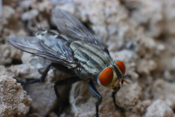 a fly standing on the ground
