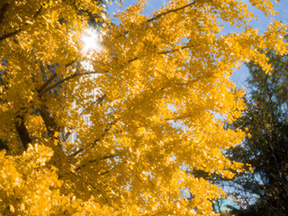 Golden Leaves under Autumn Sunlight