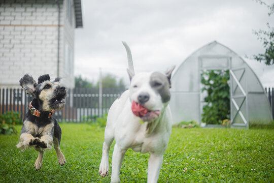 Two Playing Dogs Countryside Summer Mood 