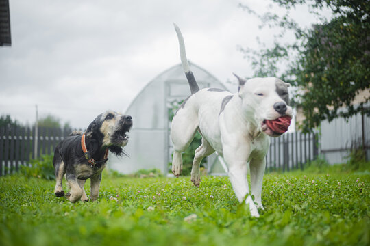 Playing Barking Dogs In Summer 