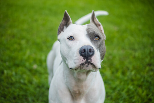 Beautiful Dog Face Portrait 