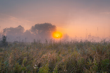 Gorgeous sunrise over high grass foggy summer meadow. - 783294122