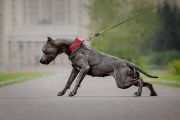 gray american pitbull terrier