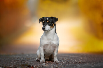 jack russell terrier sitting on the ground