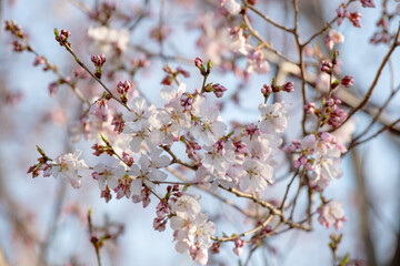 Sakura in Spring