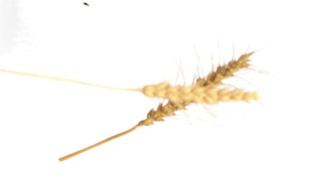 wheat ears isolated on white falling 120fps slow motion 4k footage, Wheat ears isolated on white background. Package design element with clipping path. Full depth of field