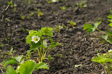 the strawberry plant blooms in the garden