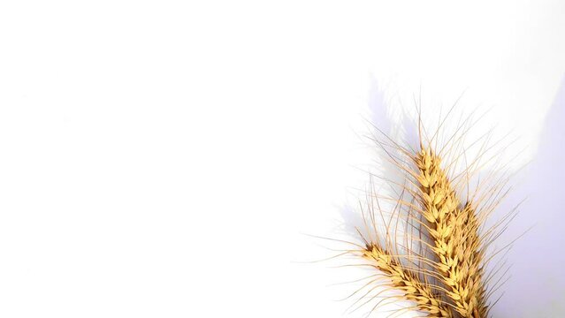 Wheat ears isolated on white background. Package design element with clipping path. Full depth of field slow motion 120fps 4k Footage 