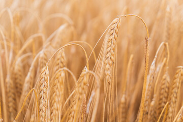 Beautiful natural summer rural landscape background. Rising ripe wheat field.