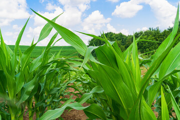 Green spring corn field. Blue sky with clouds. Copy space background.