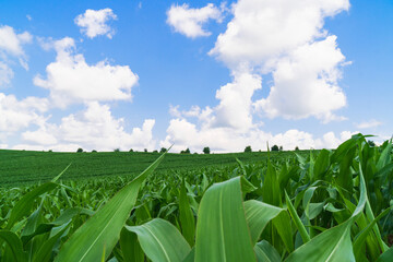 Obraz premium Green spring corn field. Blue sky with clouds. Copy space background.