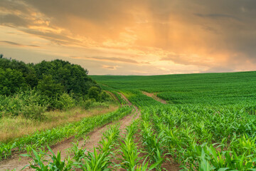 Green spring corn field. Blue sky with clouds. Copy space sunset scenery background.