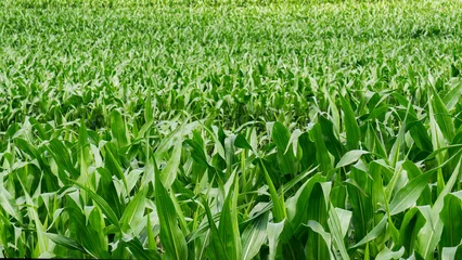 Poster Beautiful natural summer rural landscape background. Green spring corn field. Close up wallpaper. © prystai