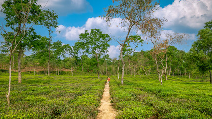 landscape of tea garden with trees