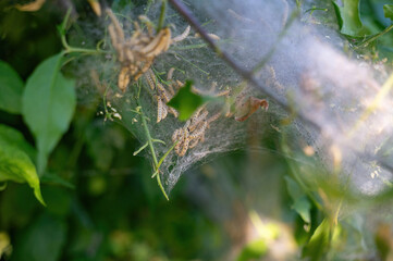 Web moth caterpillars in a web - 783299775