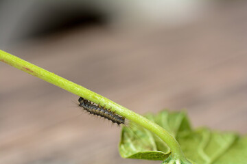 A caterpillar on a plant stem - 783300725