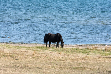 A horse in the pasture by a lake