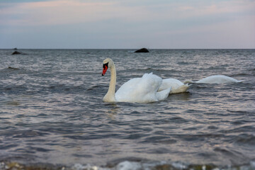 Swans swim in the sea - obrazy, fototapety, plakaty