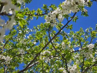 blossoming trees, cherry blossoms