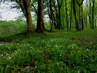 The forest in the spring when anemones and other primroses are blooming. Green forest in spring and...