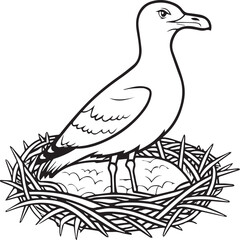 Seagull coloring pages. Seagull outline vector for coloring book