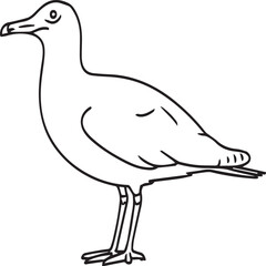 Seagull coloring pages. Seagull outline vector for coloring book