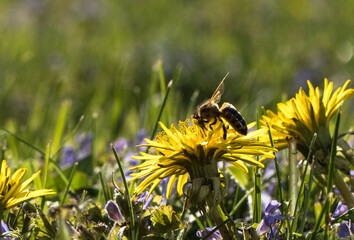 Pszczoła na zółtych wiosennych kwiatach mniszka lekarskiego